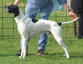 Open Dog